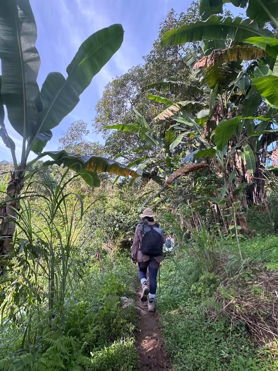 Hiking through aromatic spice plantations at the trailhead of Mount Stampol Trek, Lombok