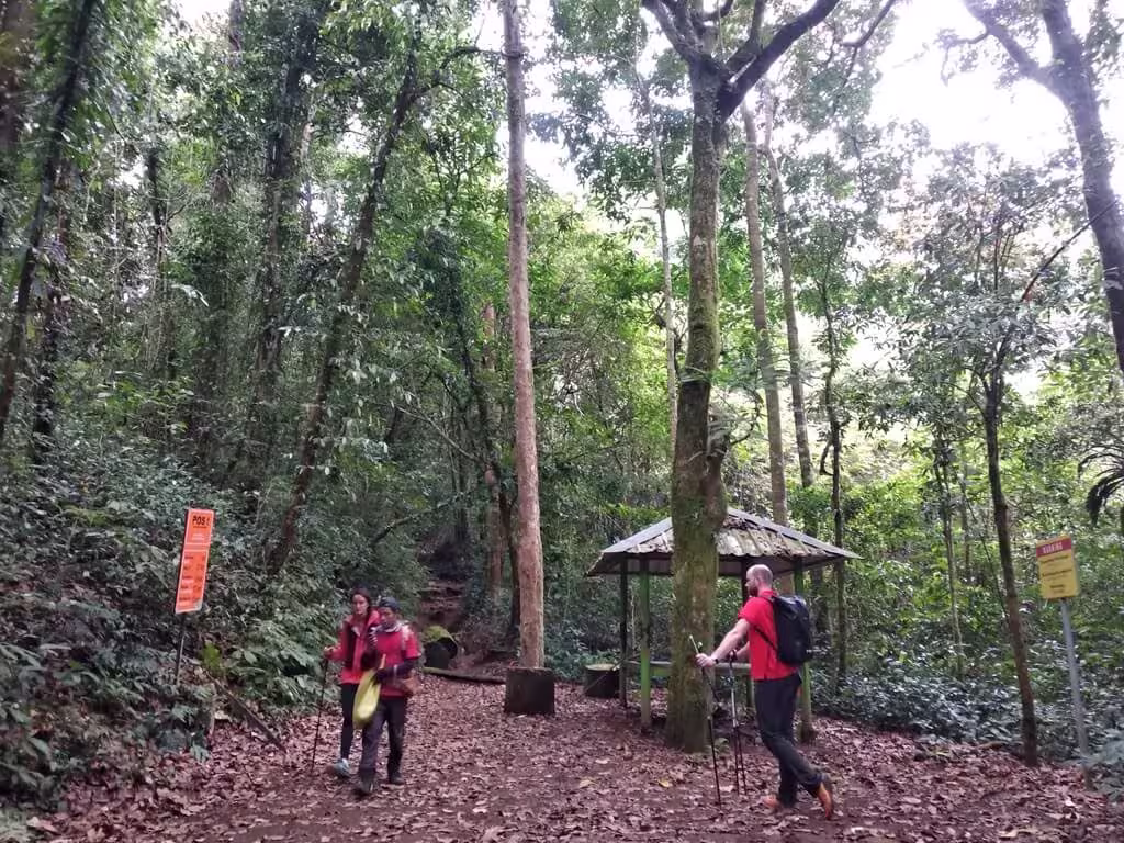 Lush, dense tropical rainforest trail on the Senaru route of Mount Rinjani