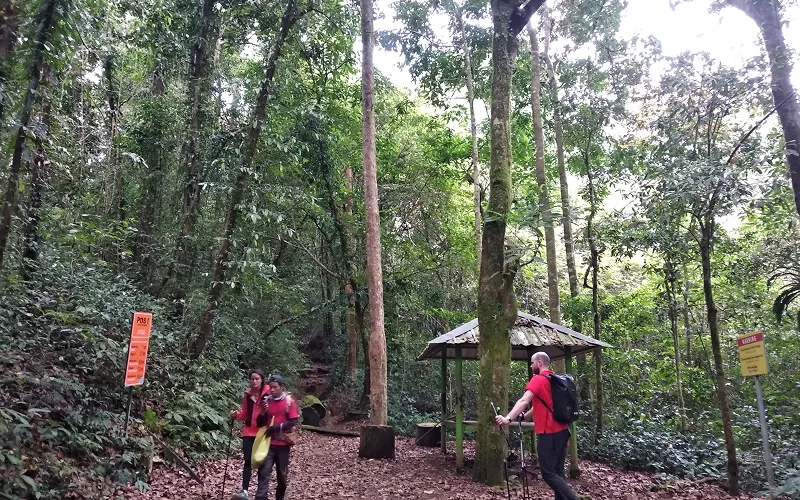 Two hikers walking on a forest trail during the Mount Rinjani summit hike via the Sembalun route Two hikers walking on a forest trail during the Mount Rinjani summit hike via the Sembalun route